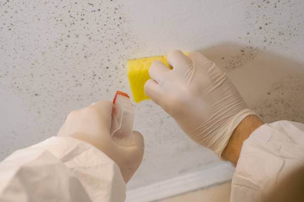 Best Black Mold Removal  in Creola, AL