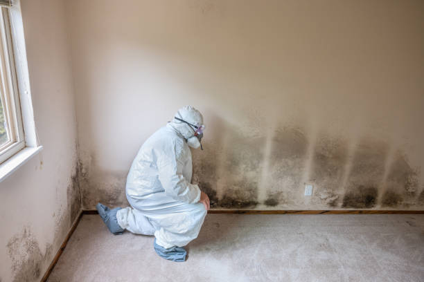 Best Mold Odor Removal Services  in Creola, AL