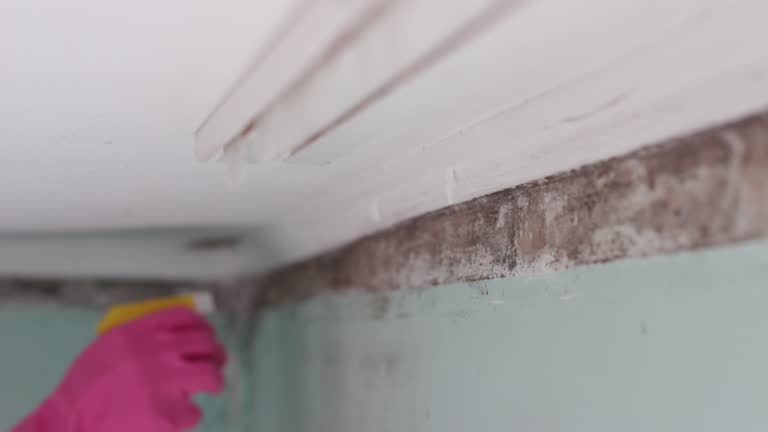 Best Mold Removal for HVAC Installations  in Creola, AL